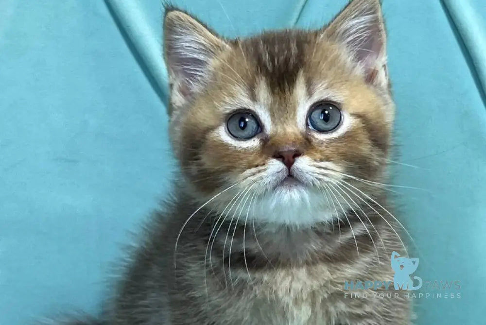 Roni Munchkin female chocolate ticked tabby live animals