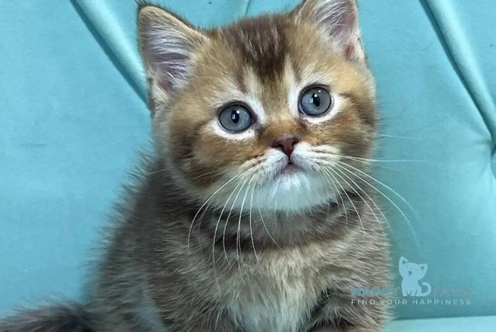 Roni Munchkin female chocolate ticked tabby live animals