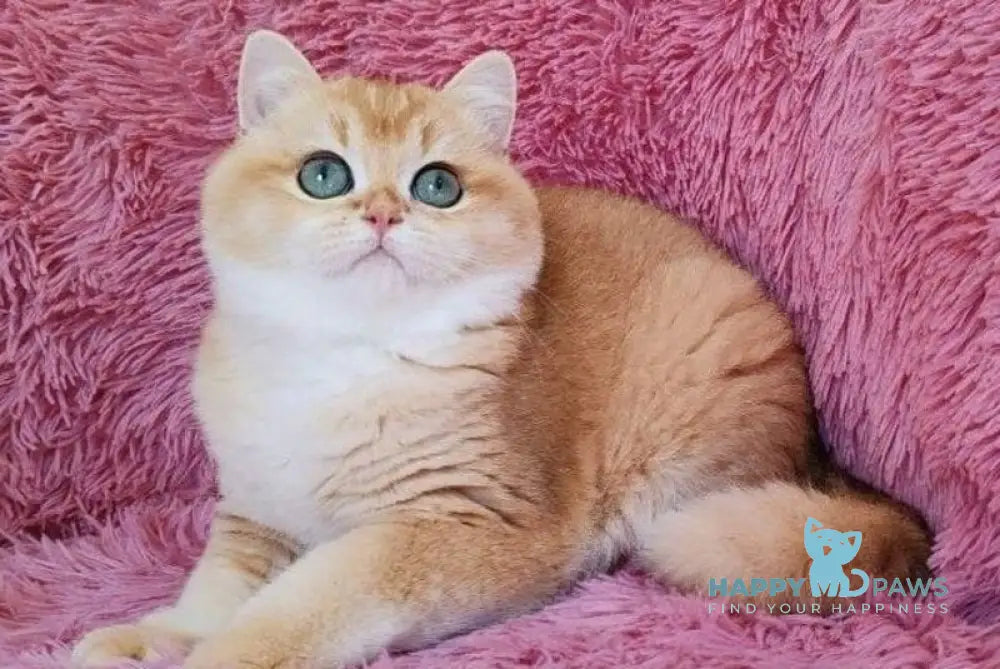 Ronni British Shorthair male black golden chinchilla live animals