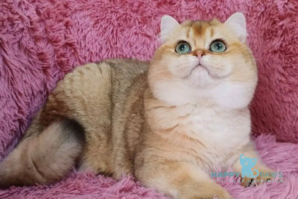 Ronni British Shorthair male black golden chinchilla live animals