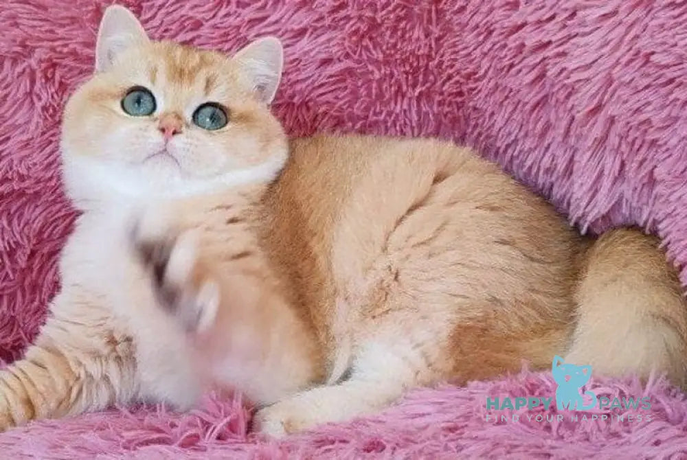 Ronni British Shorthair male black golden chinchilla live animals