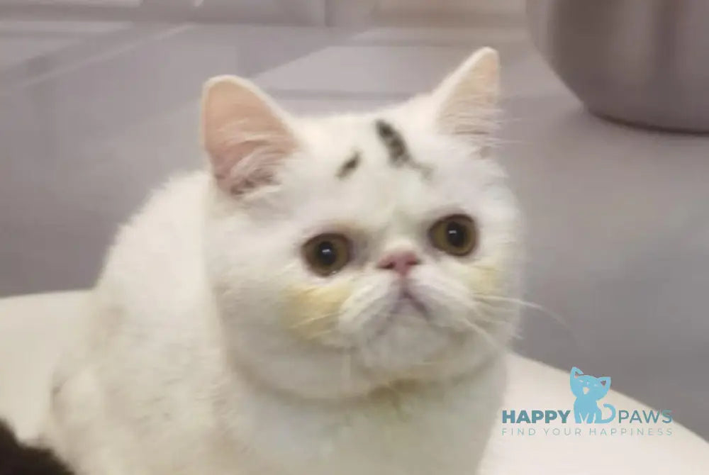 Ronnie Exotic male black tabby van live animals