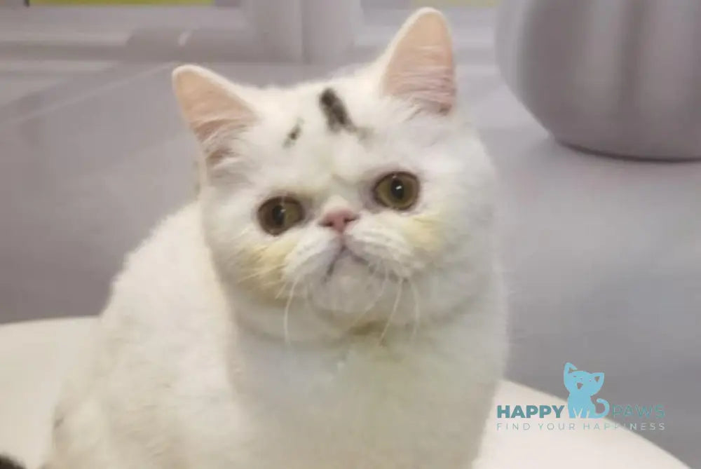 Ronnie Exotic male black tabby van live animals