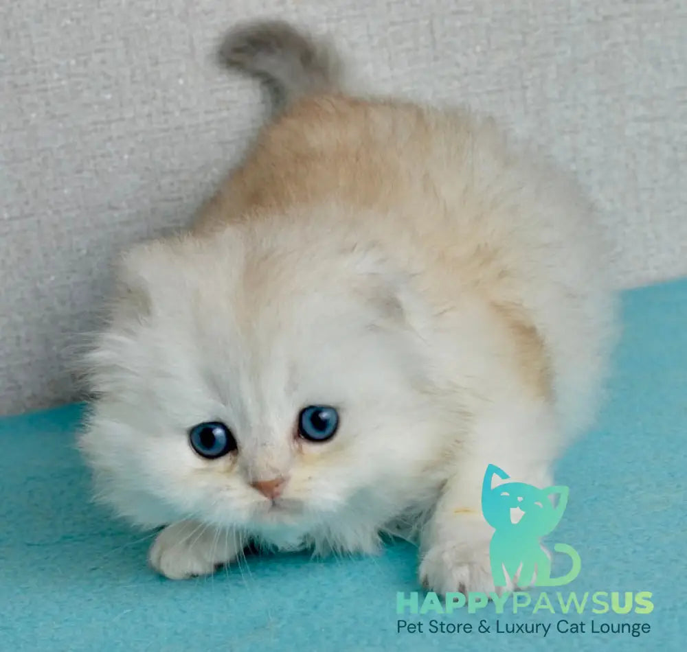 Ronnie Scottish Fold male black silver shaded - live animals