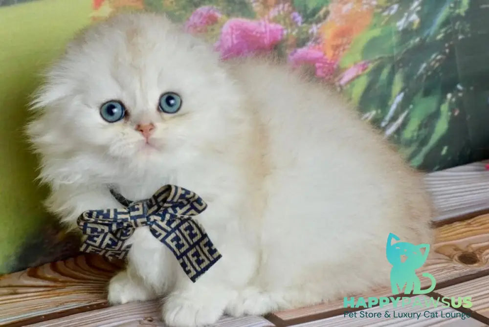 Ronnie Scottish Fold male black silver shaded - live animals