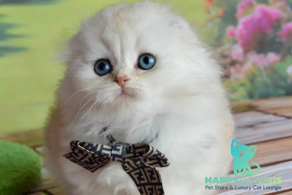 Ronnie Scottish Fold male black silver shaded - live animals