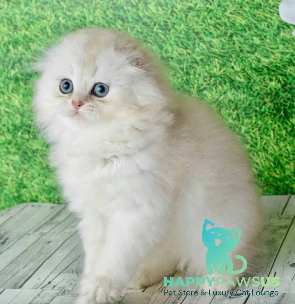 Ronnie Scottish Fold male black silver shaded - live animals