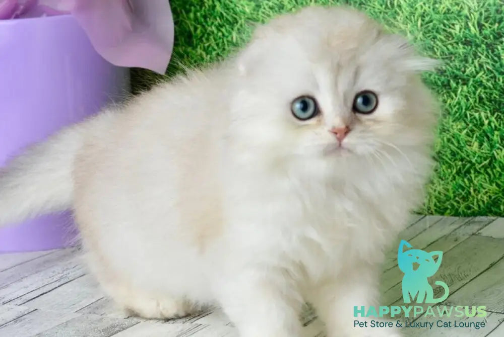Ronnie Scottish Fold male black silver shaded - live animals
