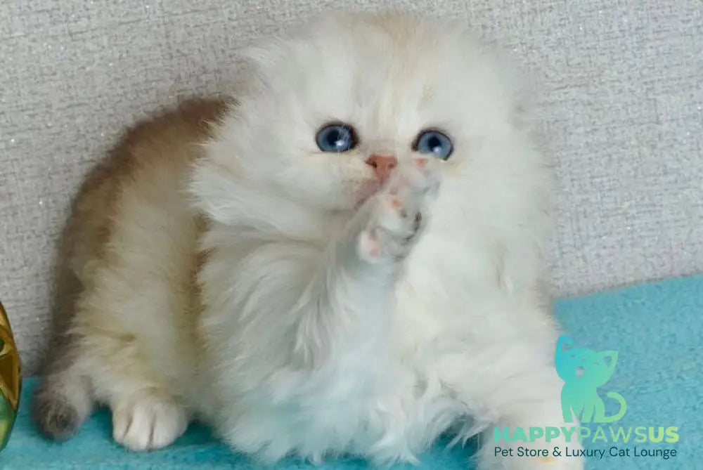 Ronnie Scottish Fold male black silver shaded - live animals