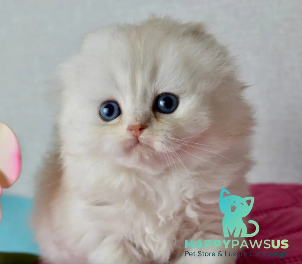 Ronnie Scottish Fold male black silver shaded - live animals
