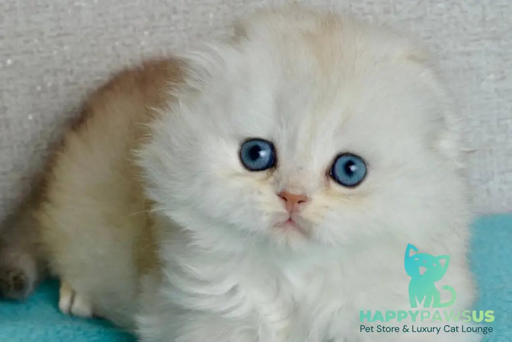 Ronnie Scottish Fold male black silver shaded - live animals