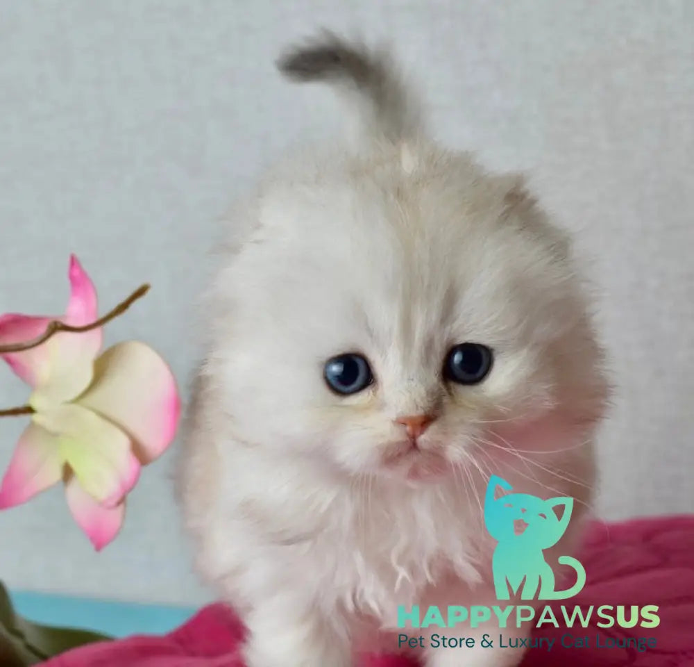 Ronnie Scottish Fold male black silver shaded - live animals