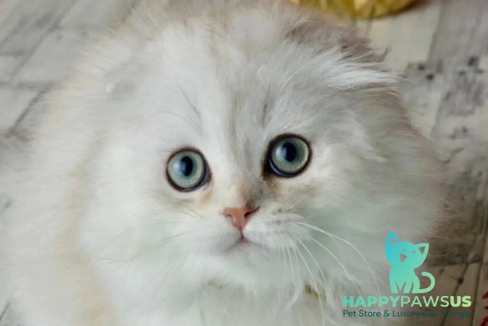Ronnie Scottish Fold male black silver shaded - live animals