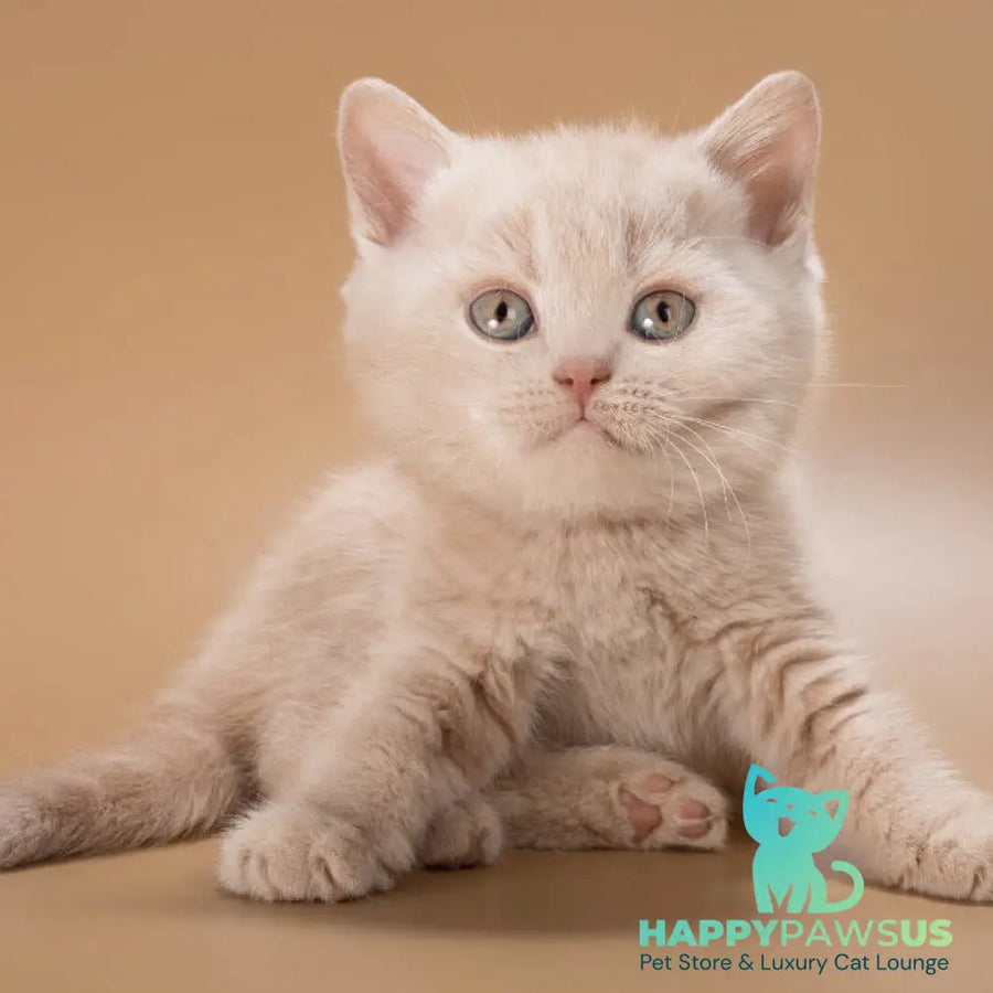 Ronny British Shorthair male cream - live animals