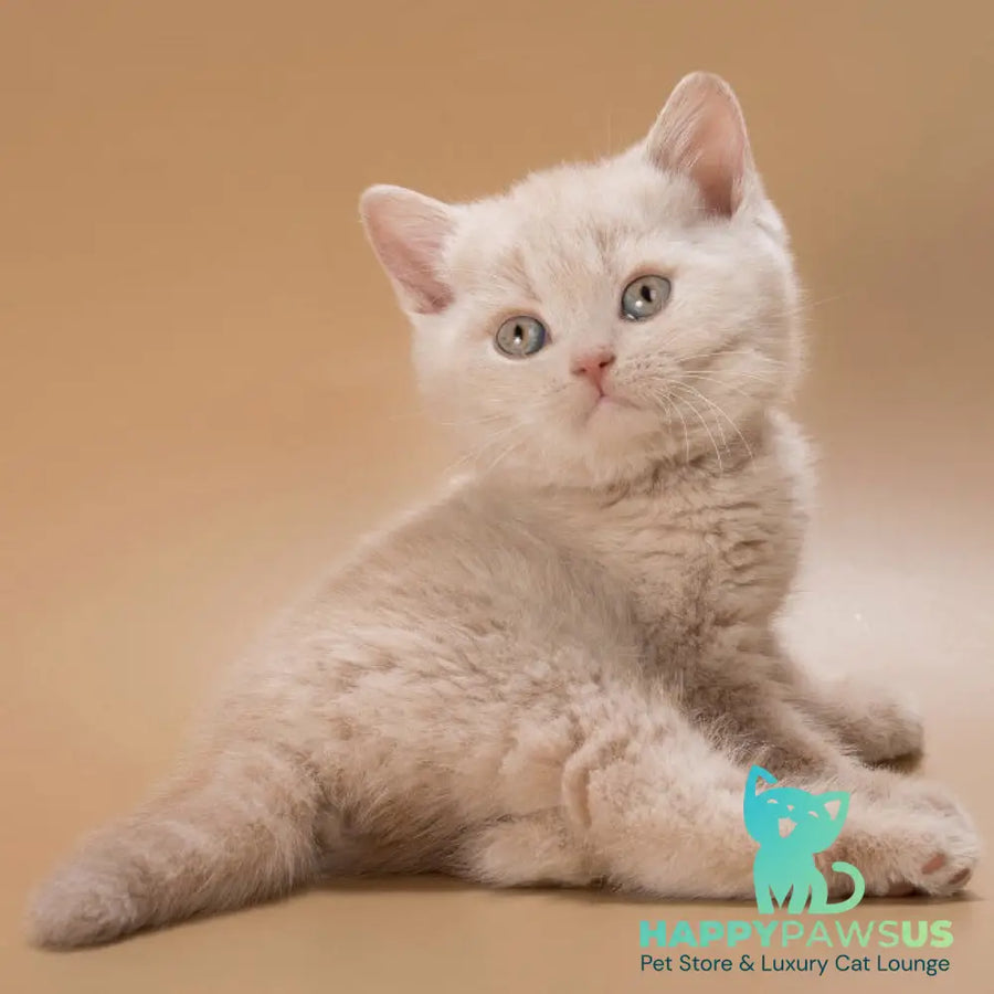 Ronny British Shorthair male cream - live animals