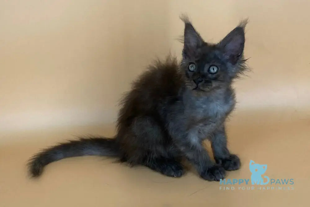 Rony Maine Coon male black silver live animals