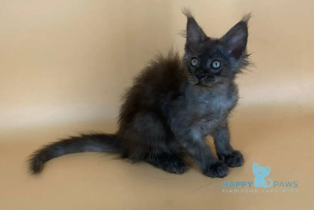 Rony Maine Coon male black silver live animals