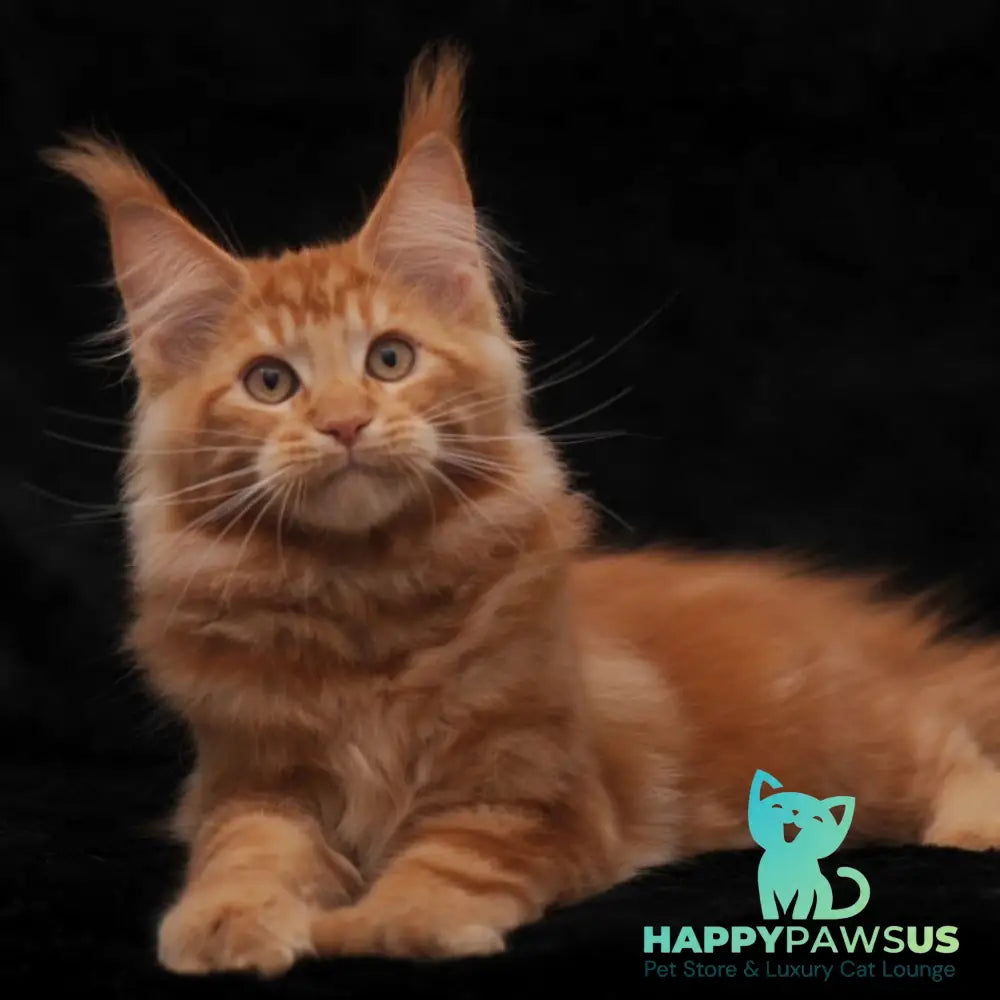 Rony Maine Coon male red - live animals