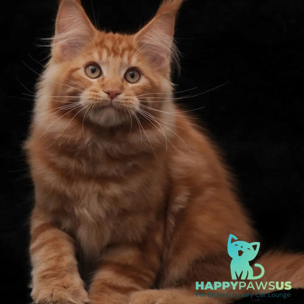 Rony Maine Coon male red - live animals