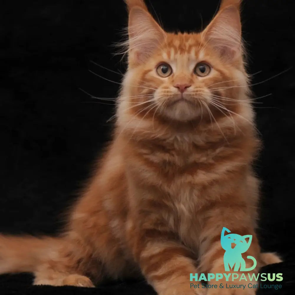 Rony Maine Coon male red - live animals