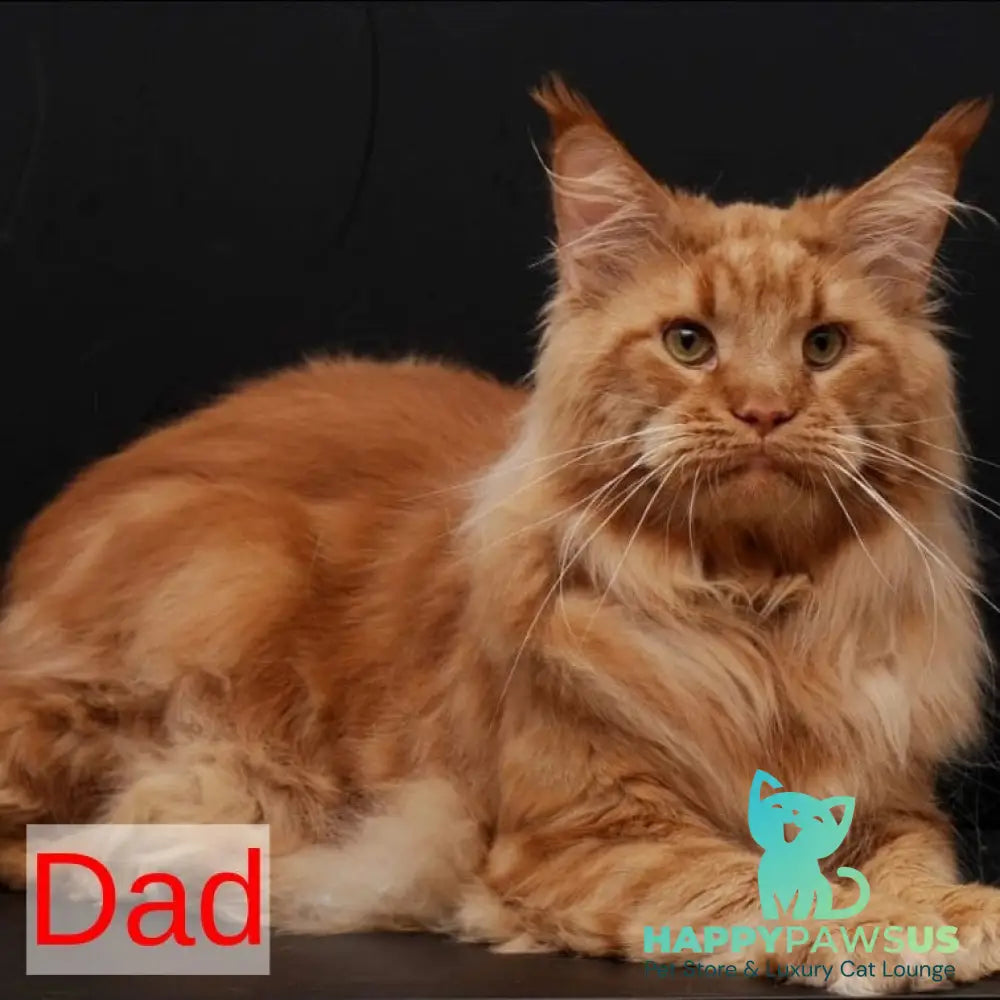 Rony Maine Coon male red - live animals