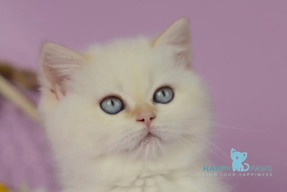 Rosa British Shorthair female black golden shaded pointed live animals