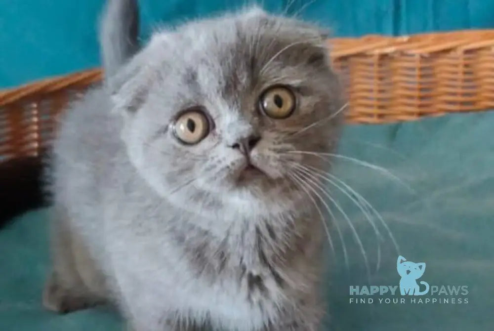 Rosa Scottish Fold male blue live animals