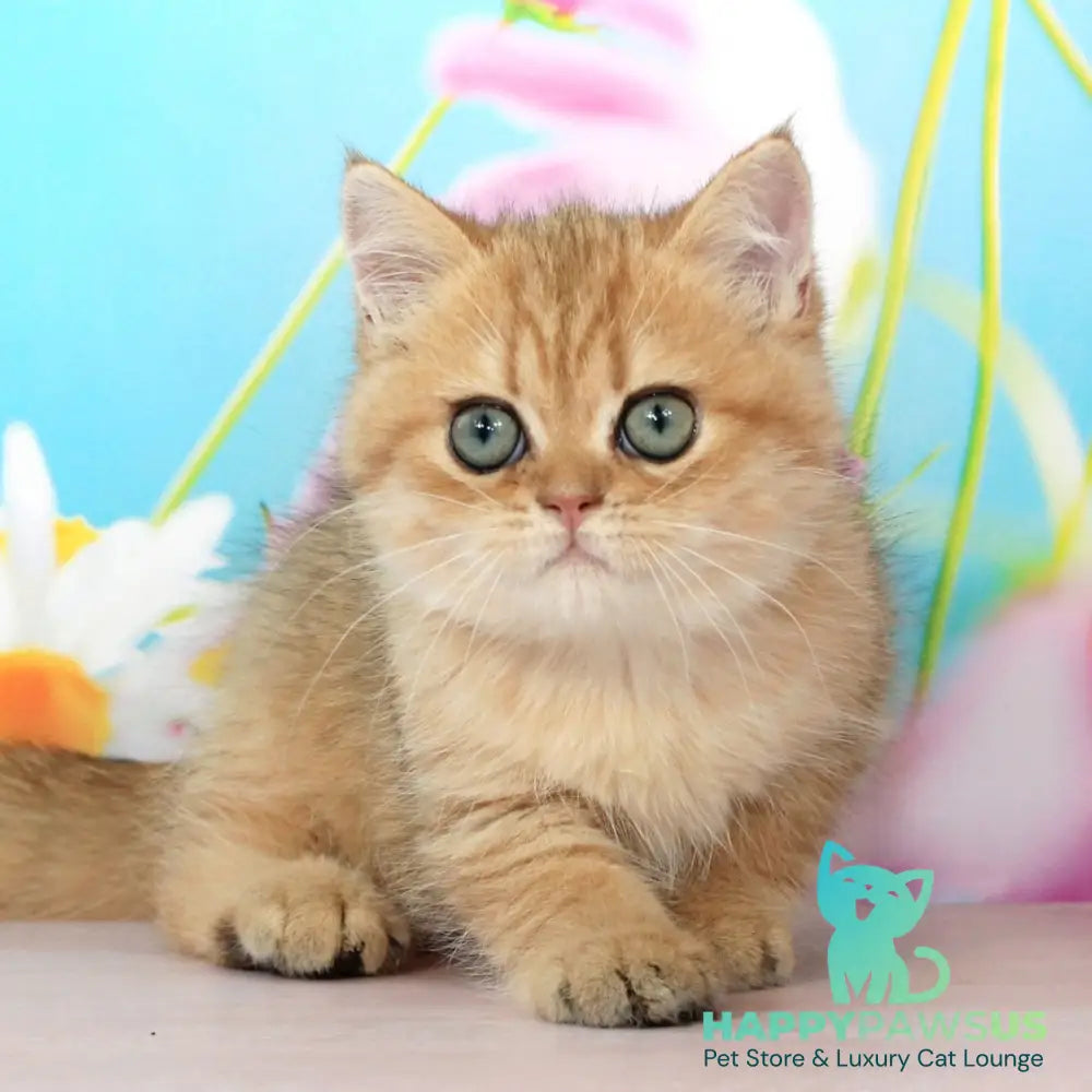 Rose British Shorthair female black golden spotted tabby - live animals