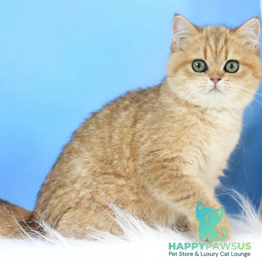 Rose British Shorthair female black golden spotted tabby - live animals