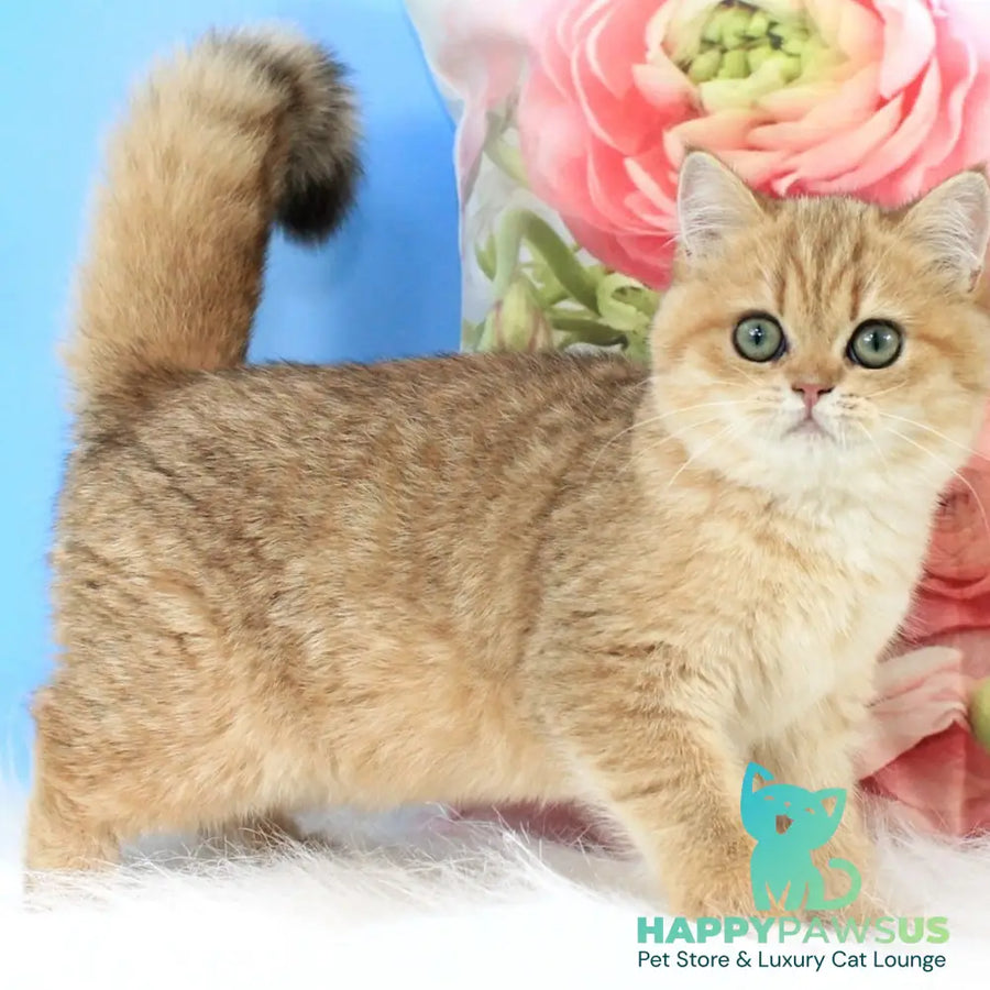 Rose British Shorthair female black golden spotted tabby - live animals
