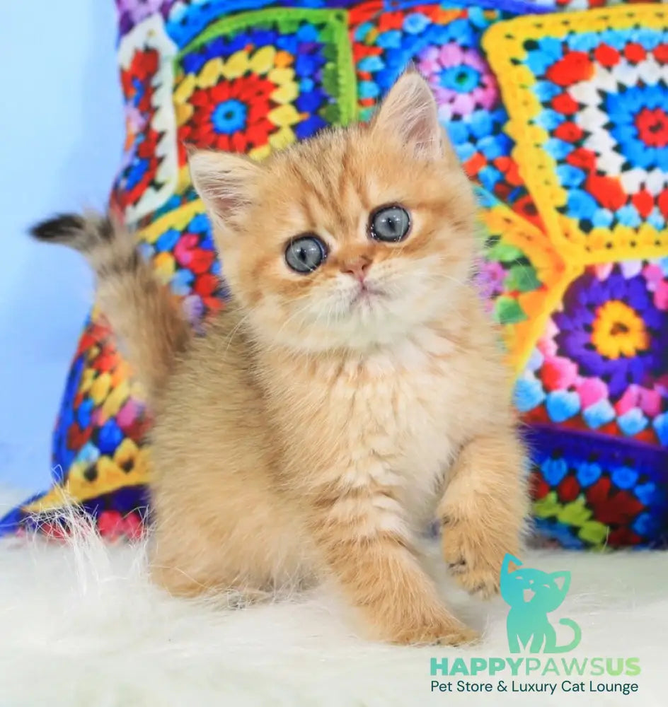 Rose British Shorthair female black golden spotted tabby - live animals