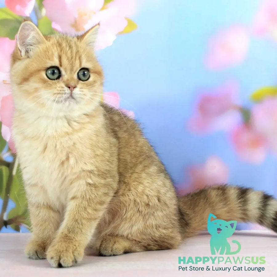 Rose British Shorthair female black golden spotted tabby - live animals