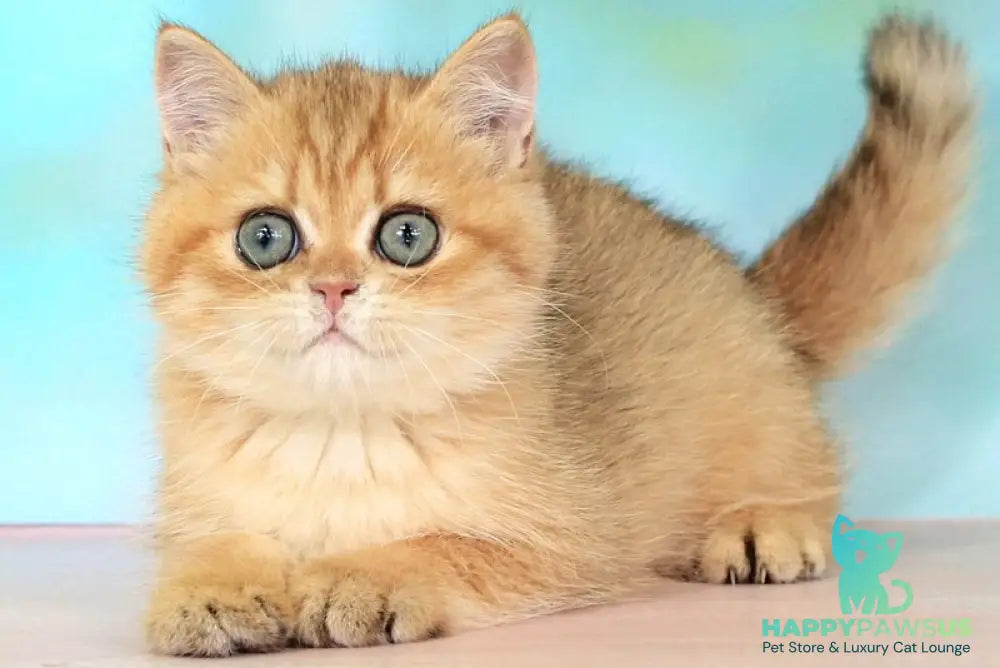 Rose British Shorthair female black golden spotted tabby - live animals
