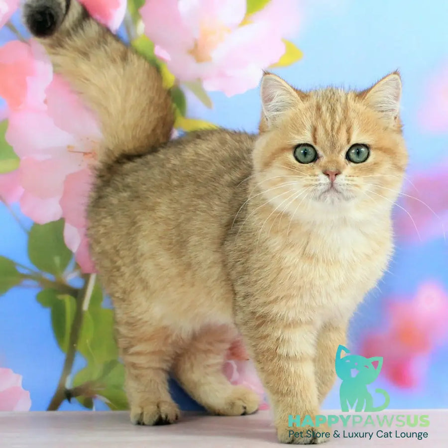 Rose British Shorthair female black golden spotted tabby - live animals