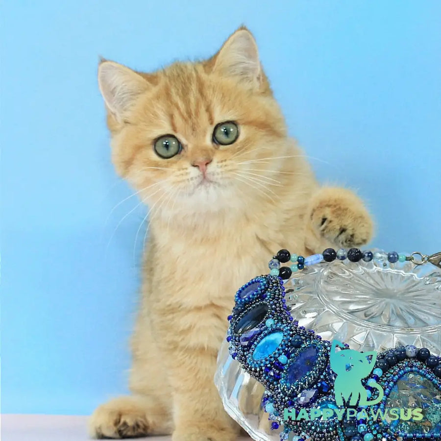 Rose British Shorthair female black golden spotted tabby - live animals