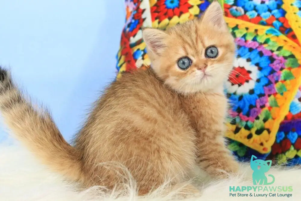 Rose British Shorthair female black golden spotted tabby - live animals