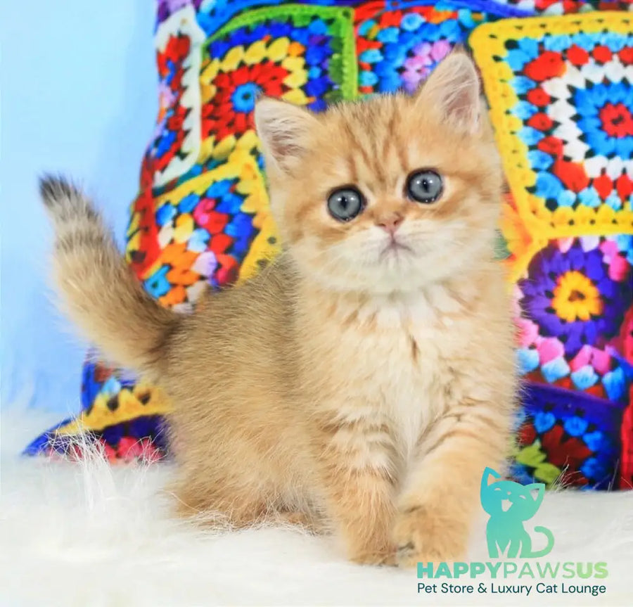 Rose British Shorthair female black golden spotted tabby - live animals