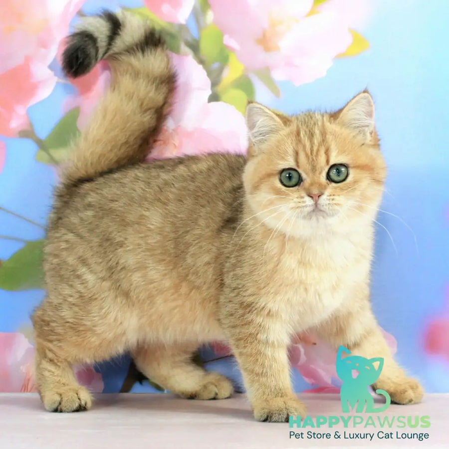 Rose British Shorthair female black golden spotted tabby - live animals