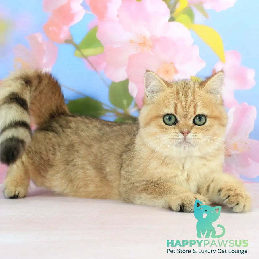 Rose British Shorthair female black golden spotted tabby - live animals