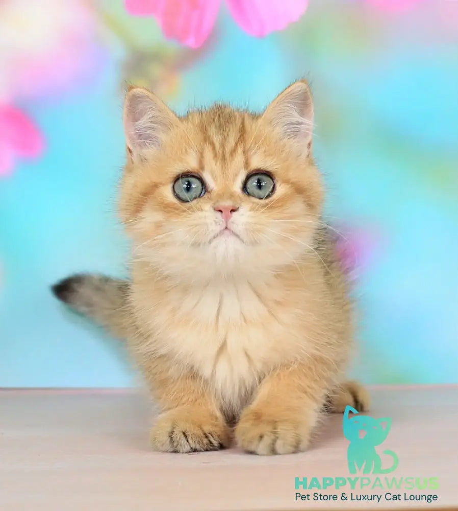 Rose British Shorthair female black golden spotted tabby - live animals