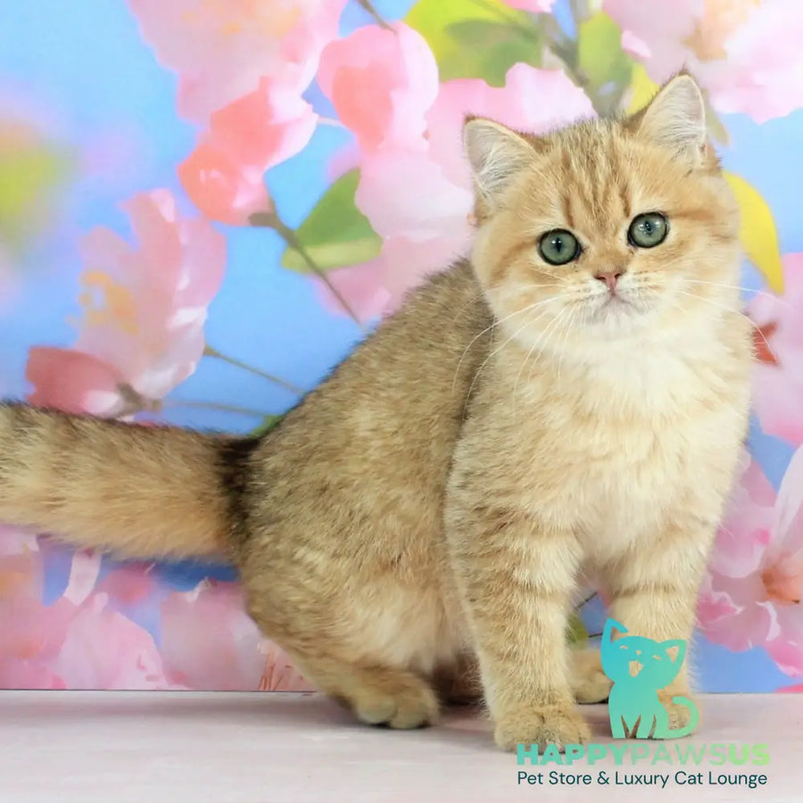 Rose British Shorthair female black golden spotted tabby - live animals