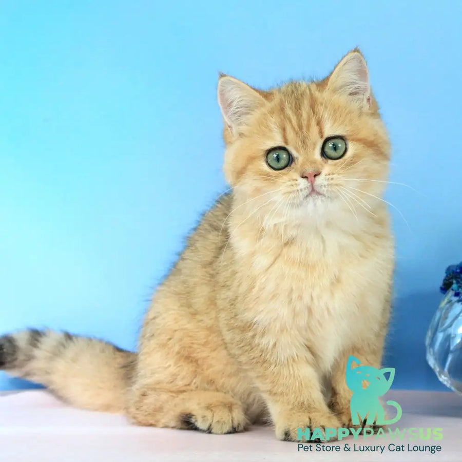 Rose British Shorthair female black golden spotted tabby - live animals