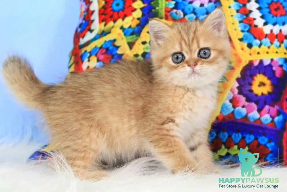 Rose British Shorthair female black golden spotted tabby - live animals