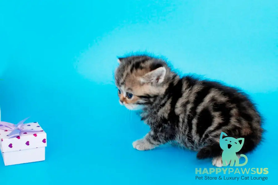 Rose British Shorthair female black tabby - live animals