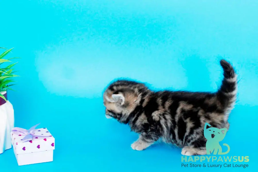 Rose British Shorthair female black tabby - live animals