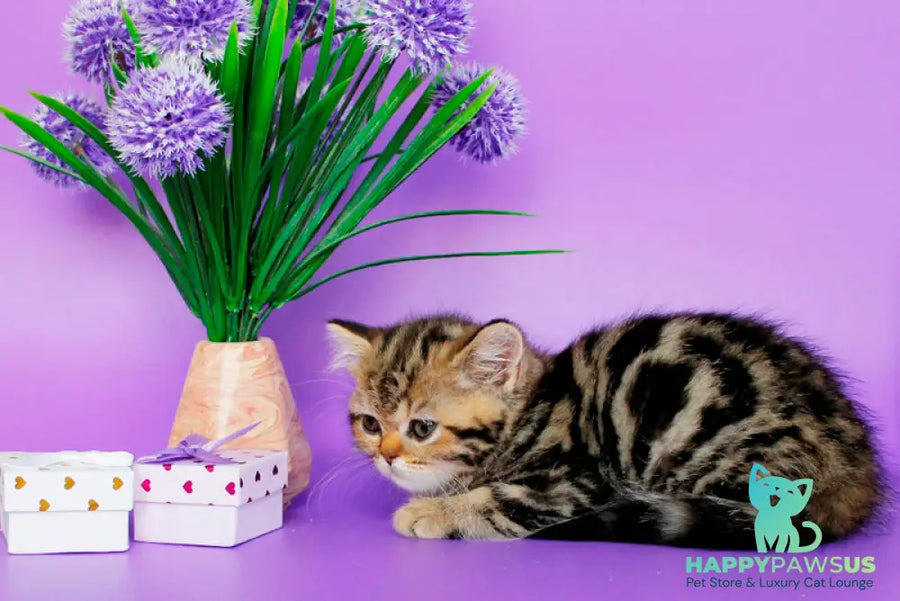 Rose British Shorthair female black tabby - live animals