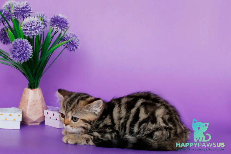 Rose British Shorthair female black tabby - live animals