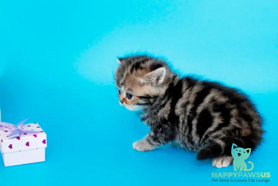 Rose British Shorthair female black tabby - live animals
