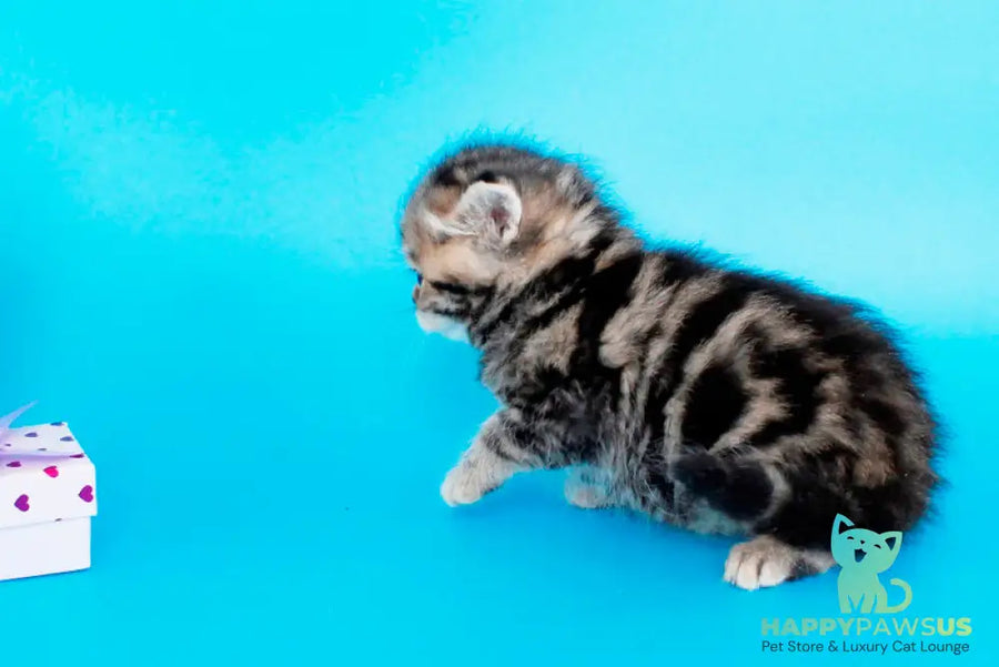 Rose British Shorthair female black tabby - live animals