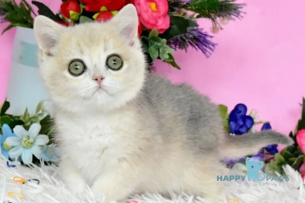 Rose British Shorthair female blue golden chinchilla live animals